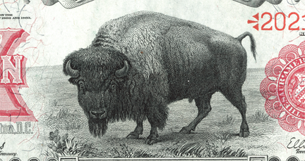 bison